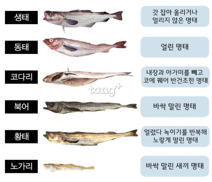 한국인이 사랑하는 생선